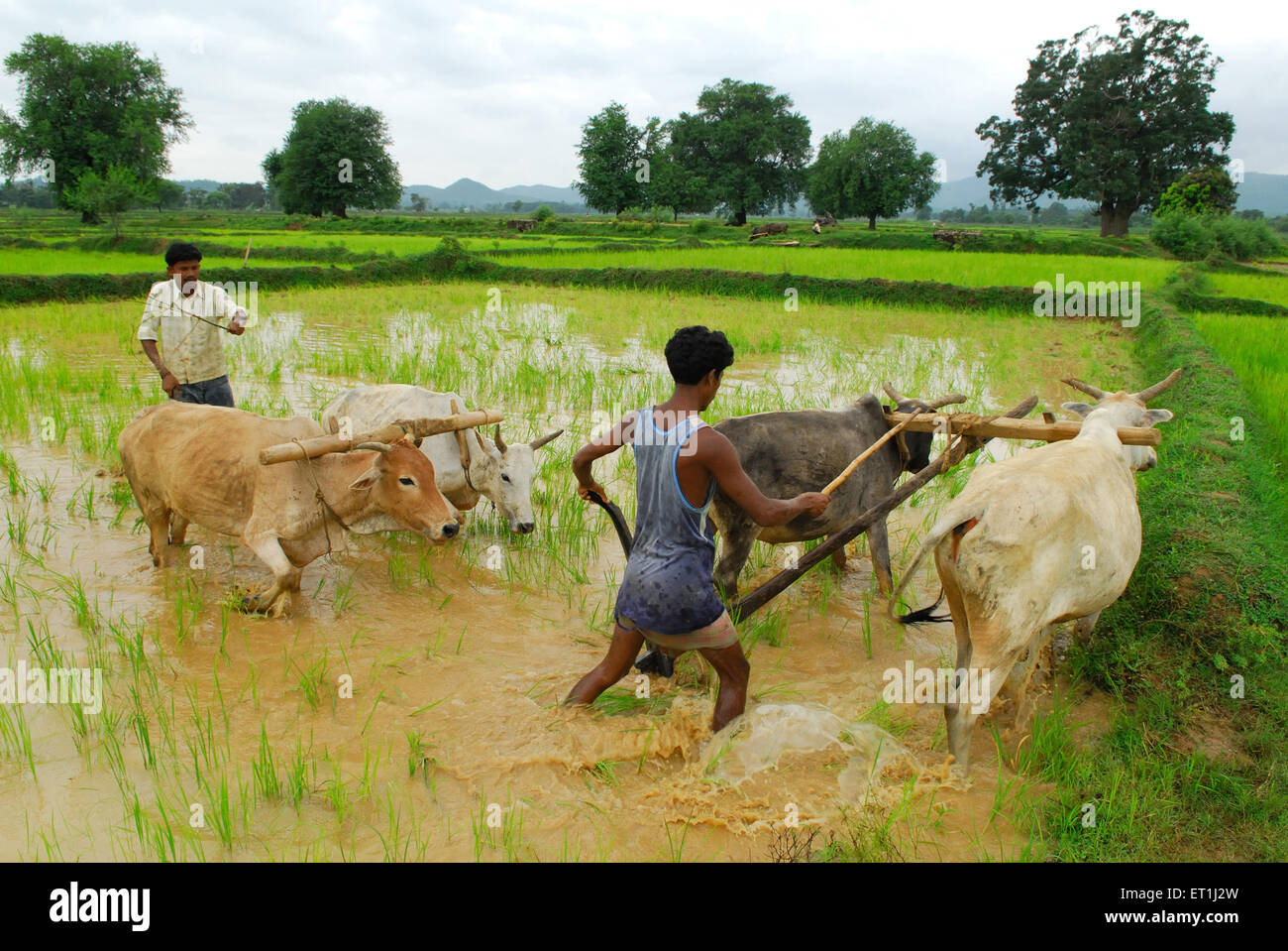 Ho tribes men with bullocks in paddy field ; Chakradharpur ; Jharkhand ; India NO MR Stock Photo