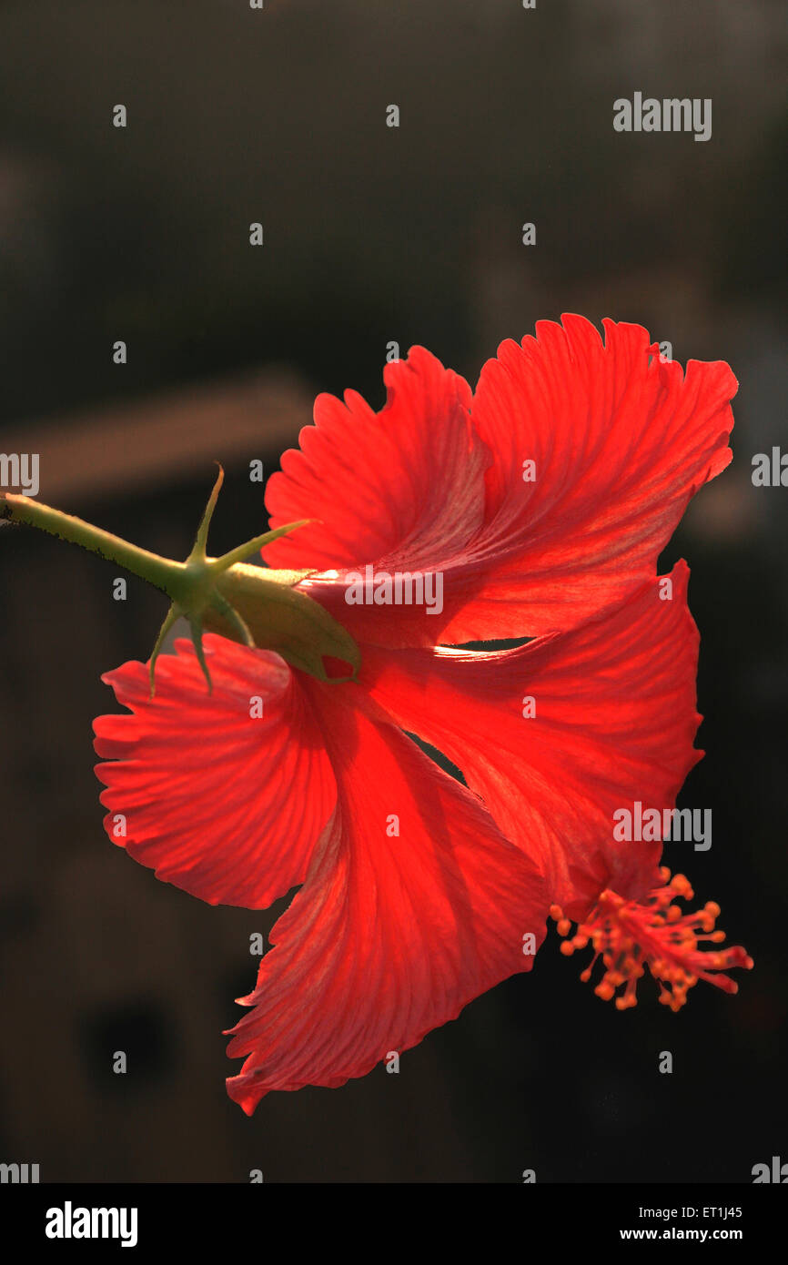Red hibiscus with striped curved petals ; Pune ; Maharashtra ; India Stock Photo