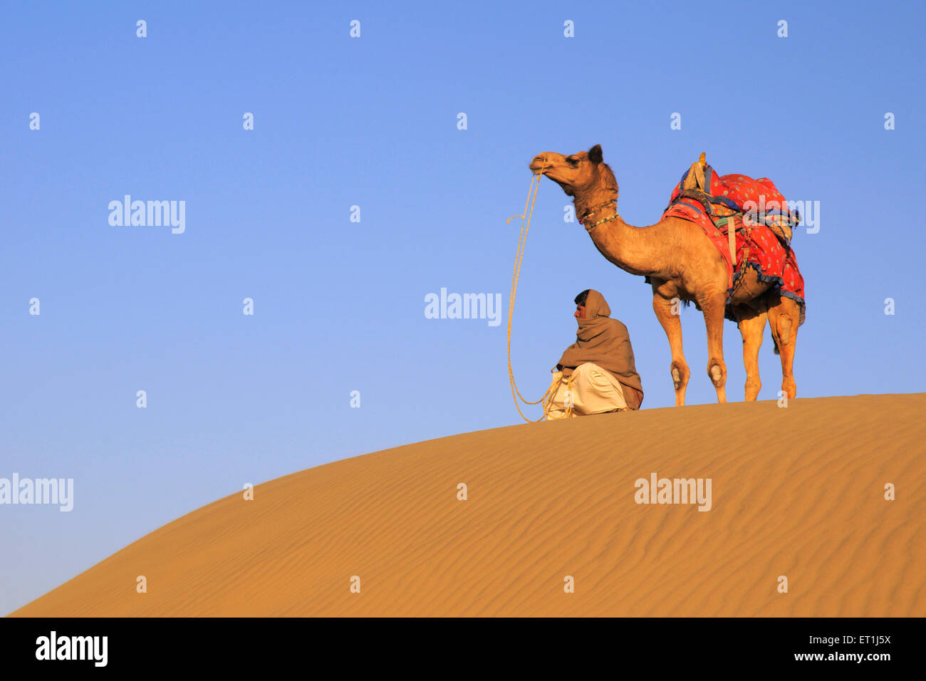 Camel standing with owner sitting on soft sand dune at Sam ; Jaisalmer ; Rajasthan ; India Stock Photo