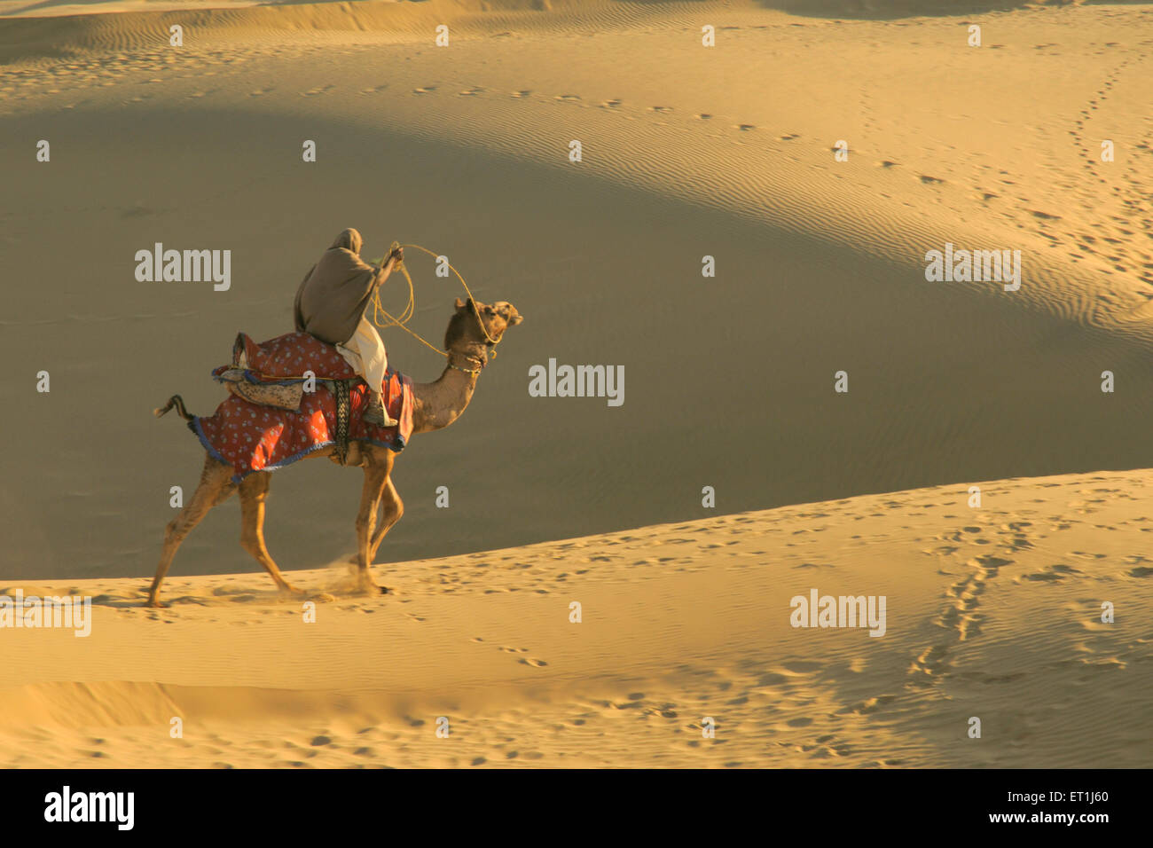 Owner sitting on camel making runaway on soft sand dunes at Sam ; Jaisalmer ; Rajasthan ; India Stock Photo