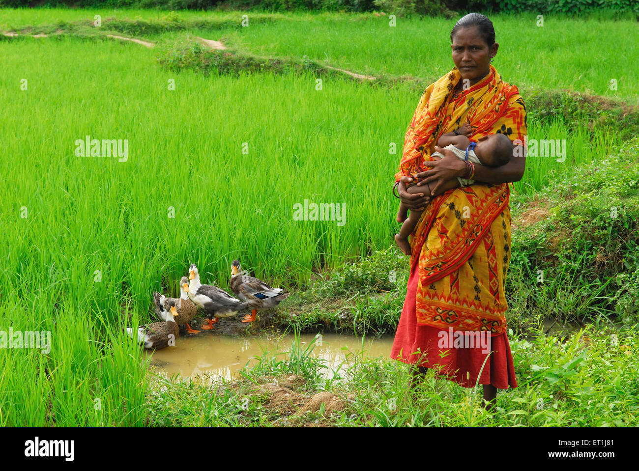 Ho tribes mother with child in paddy field ; Chakradharpur ; Jharkhand ; India NO MR Stock Photo