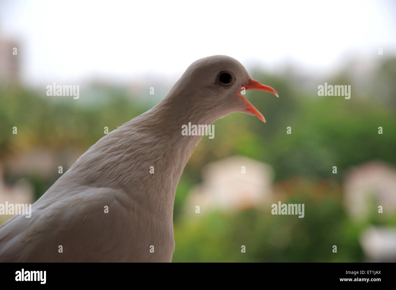 White pigeon, Albino pigeon, dove, white dove Stock Photo Alamy