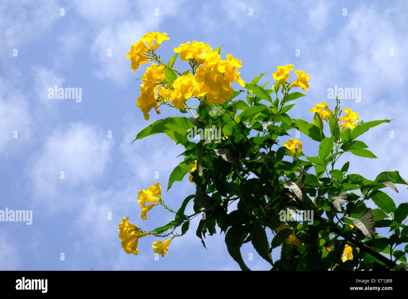 Tabebuia flower on silver trumpet tree against blue sky Stock Photo