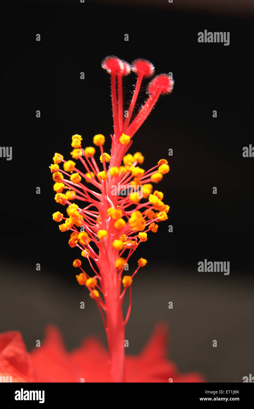 red hibiscus flower pollen Stock Photo Alamy