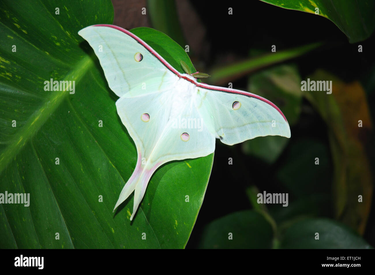 Moon moth, Luna moth, American moon moth, Nearctic moth, giant silk moth, Actias luna, Pachmarhi, Madhya Pradesh, India Stock Photo