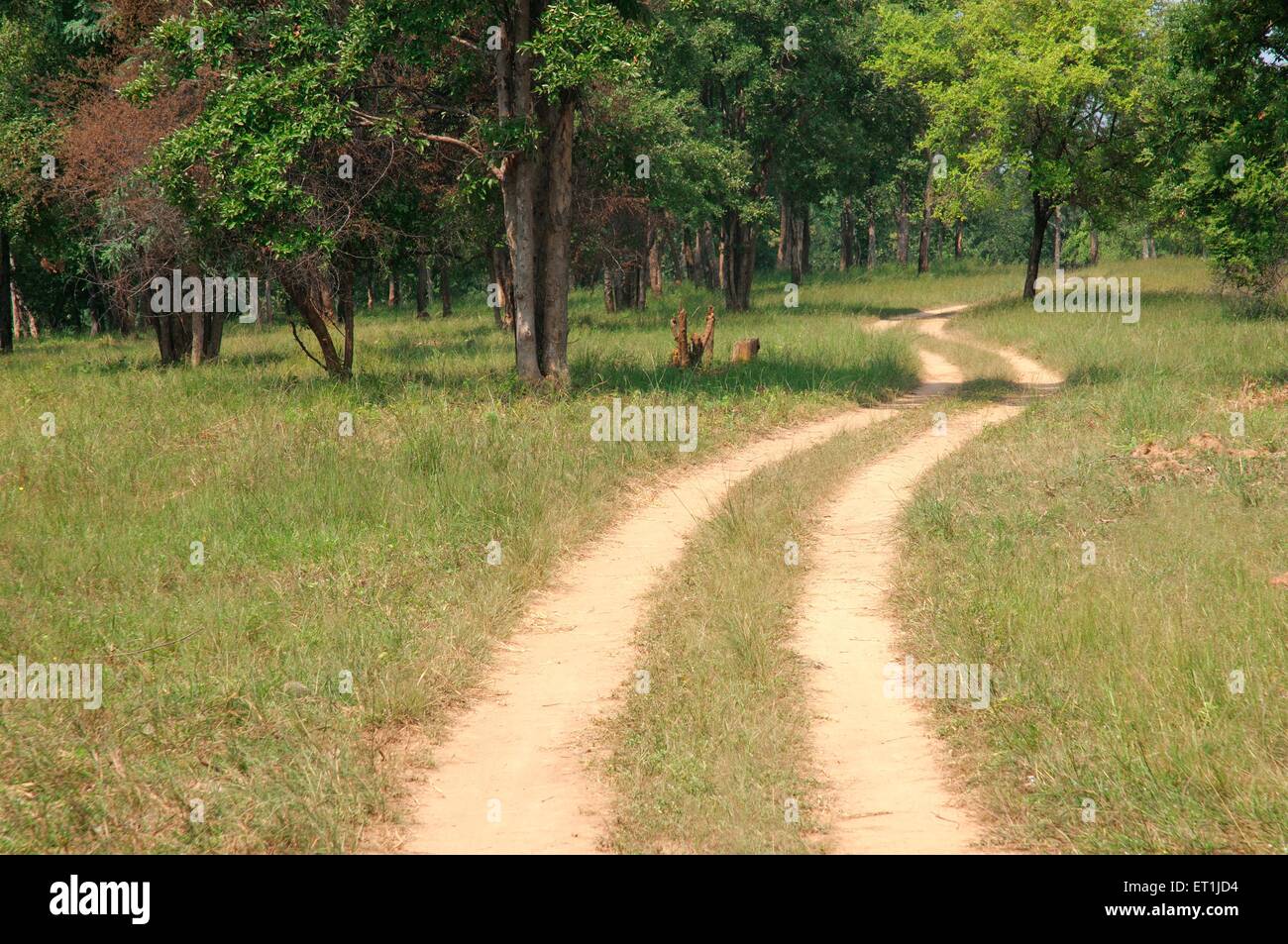 Satpura tiger reserve with forest path ; Madhai Piparia  Madhya Pradesh ; India 4 October 2008 Stock Photo