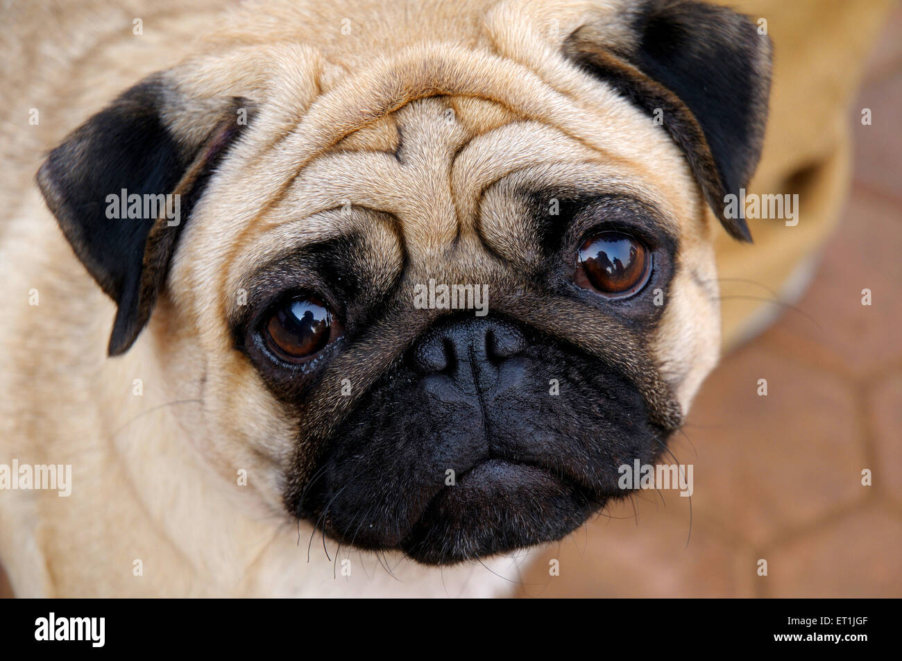 pug dog breed closeup Stock Photo