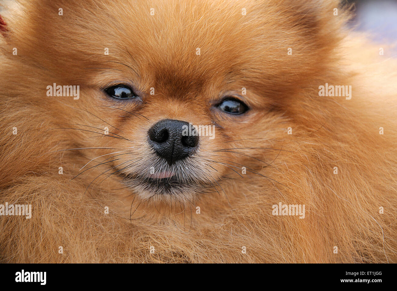 pomeranian dog breed, closeup Stock Photo