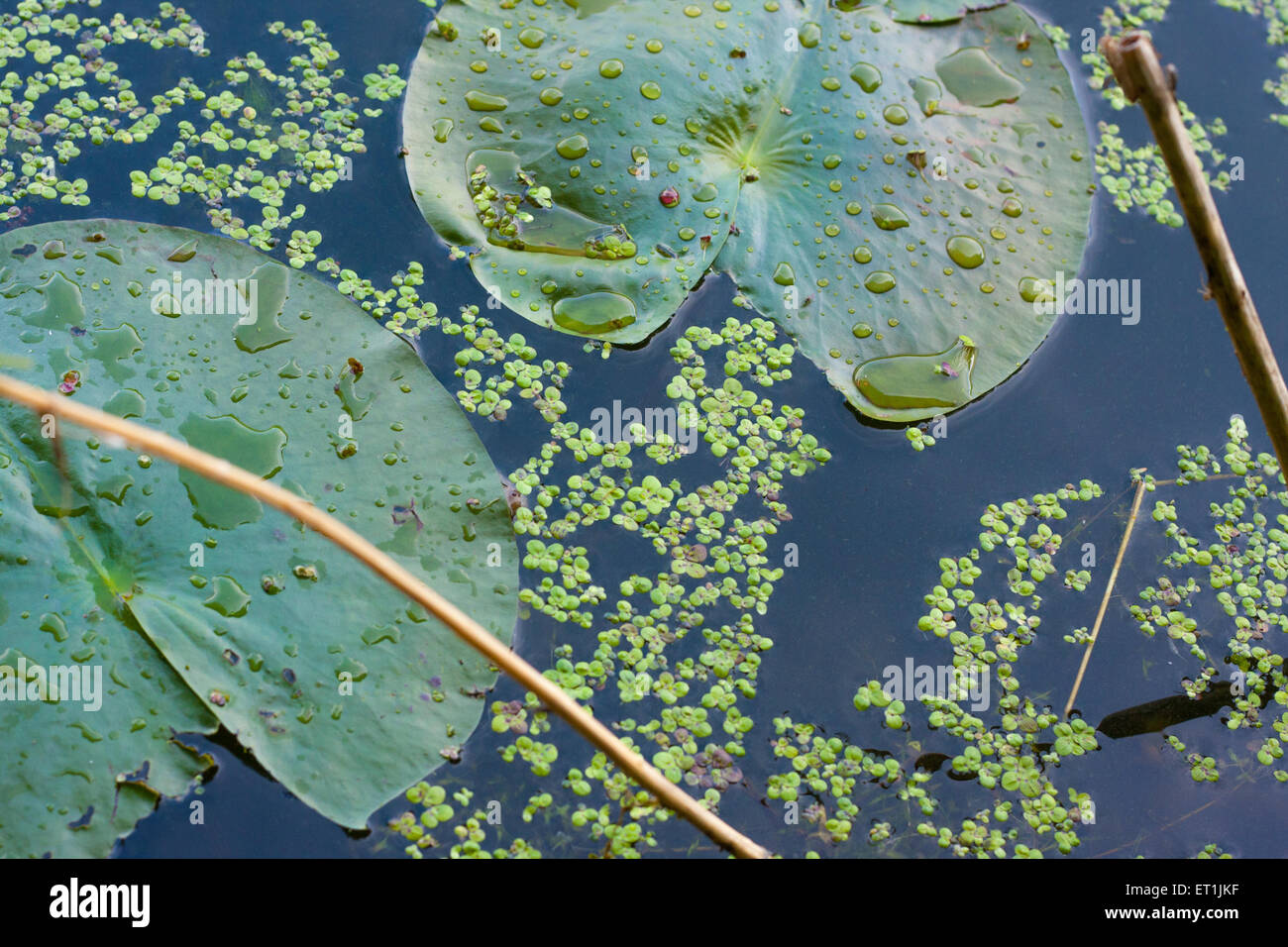 Water lily leaves closeup in a lake in Rochester, NY Stock Photo