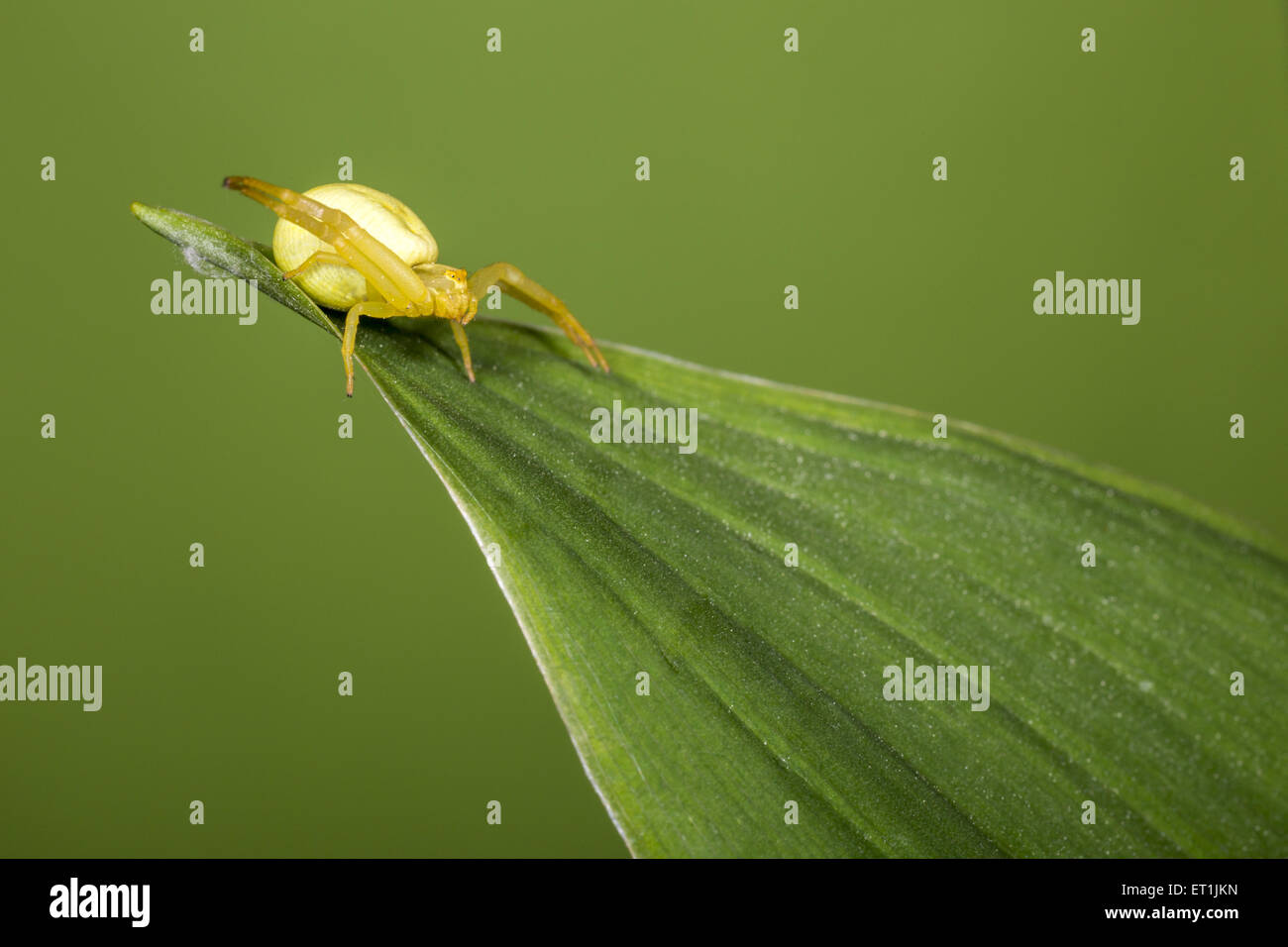 The Yellow Crab Spider ( misumena vatia Stock Photo - Alamy