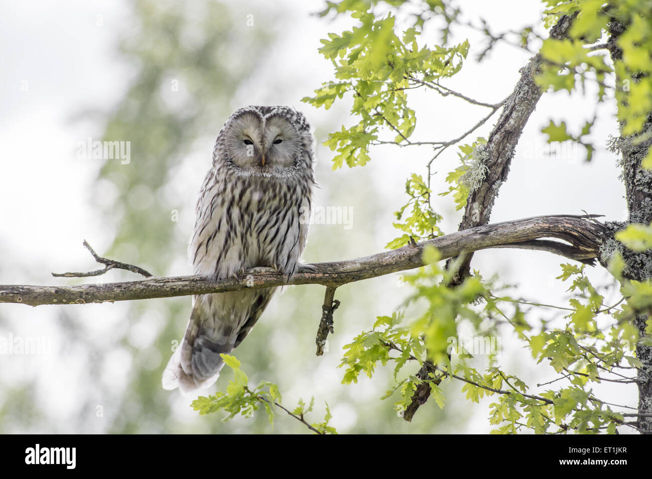 The Ural owl (Strix uralensis) Stock Photo