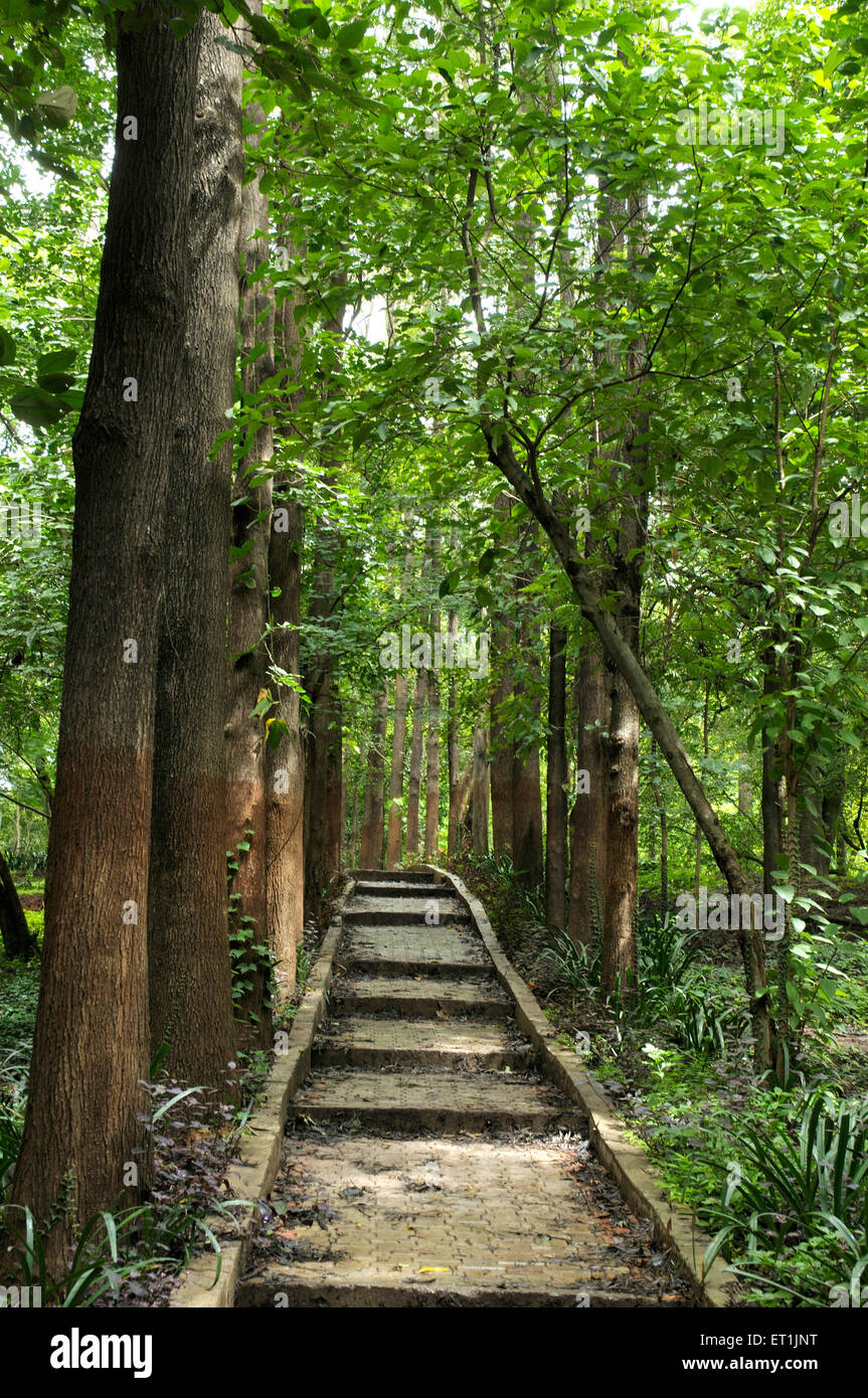 forest tree lined path ; Baneshwar ; Pune ; Maharashtra ; India Stock Photo