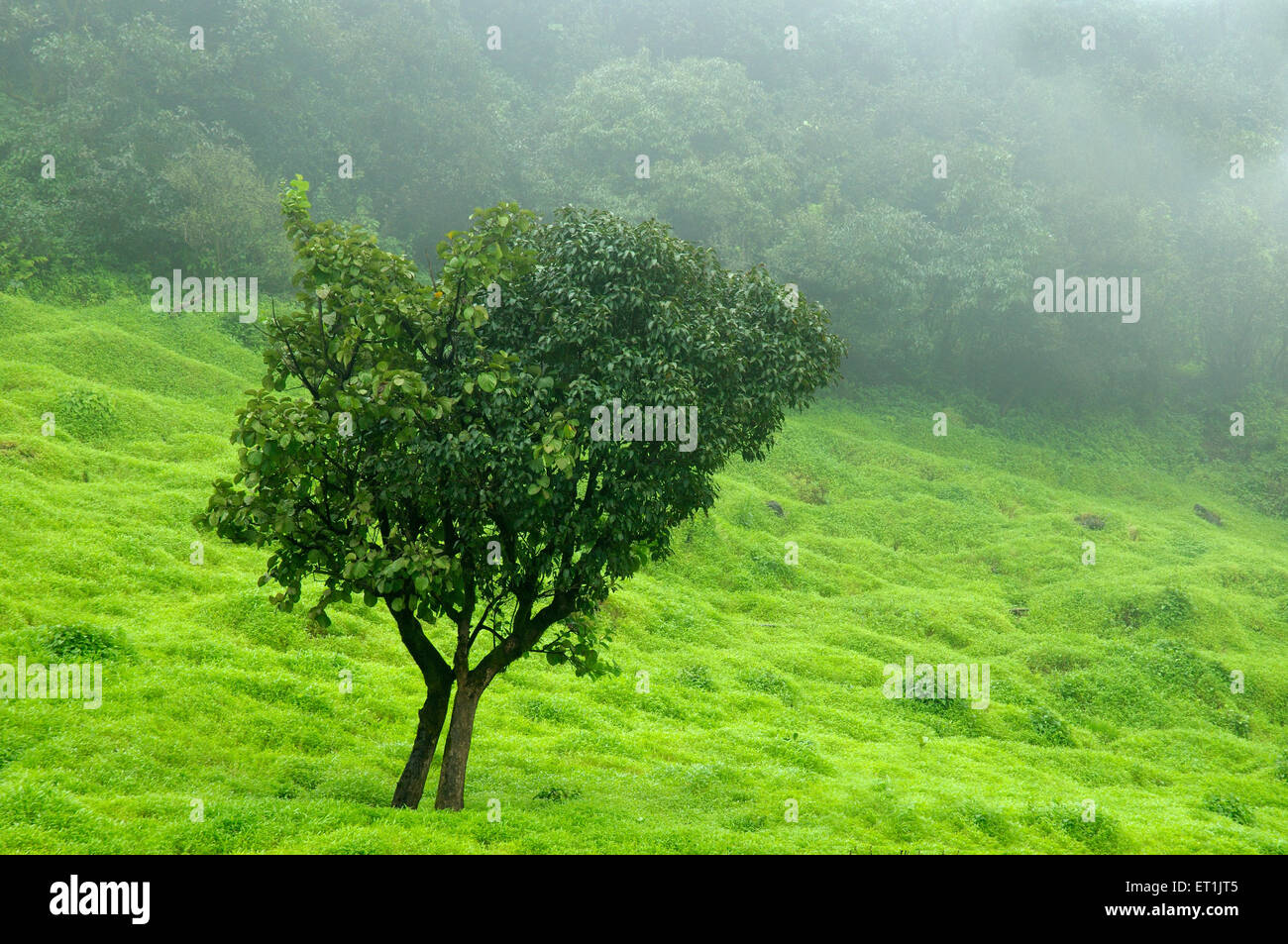 green tree greenery landscape ; Mahabaleshwar ; Maharashtra ; India Stock Photo
