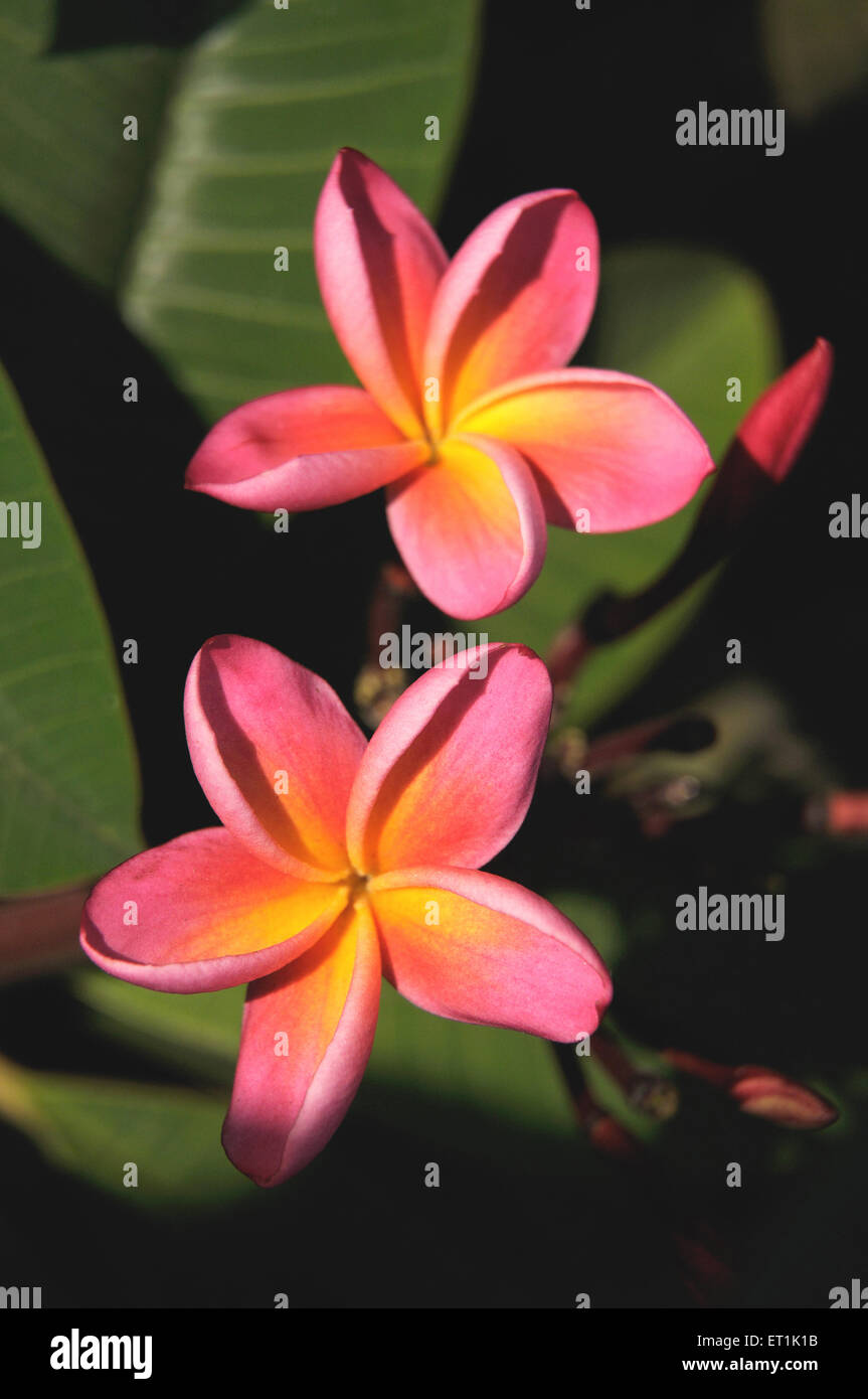 Plumeria, Frangipani, Pagoda tree flower, Temple tree flower, Indian Jasmine, Stock Photo