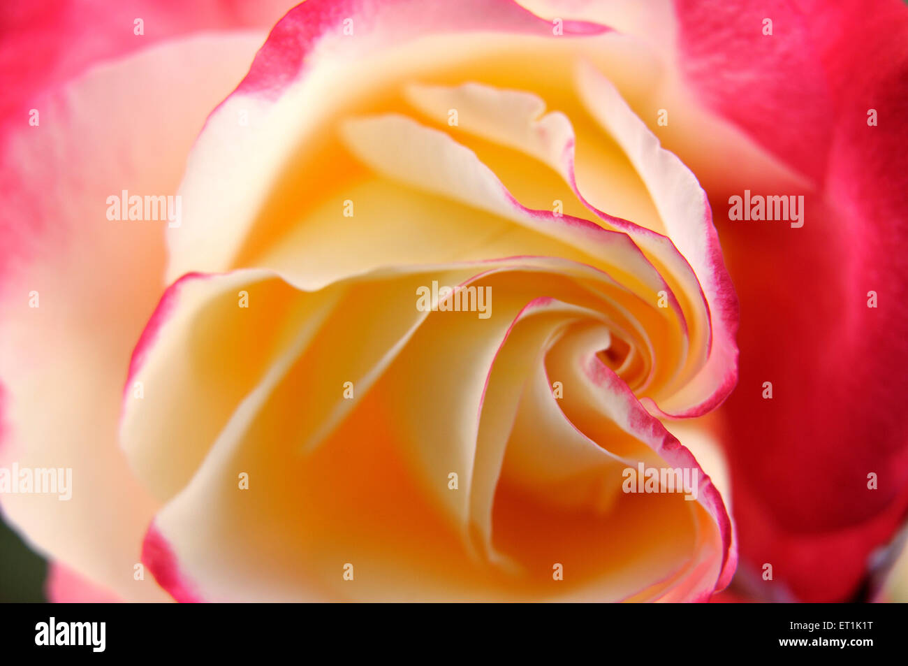 rose flower closeup Stock Photo