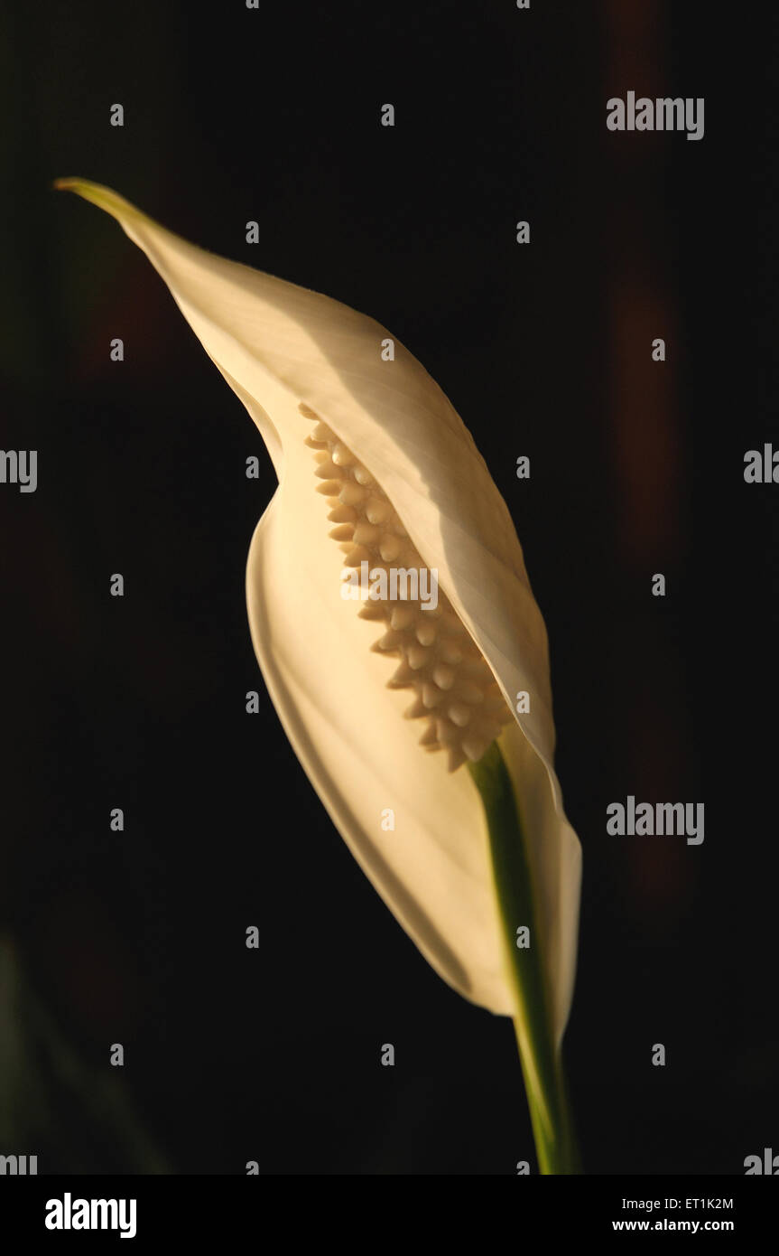 Peace lily, plant, Spathiphyllum, one white flower on black background Stock Photo