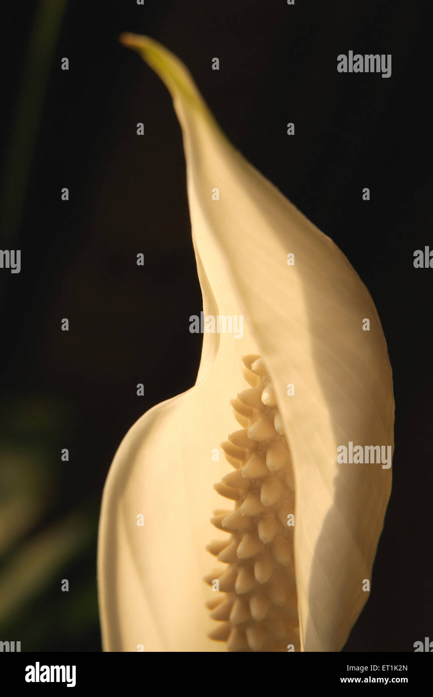 Peace lily, plant, Spathiphyllum, one white flower on black background Stock Photo