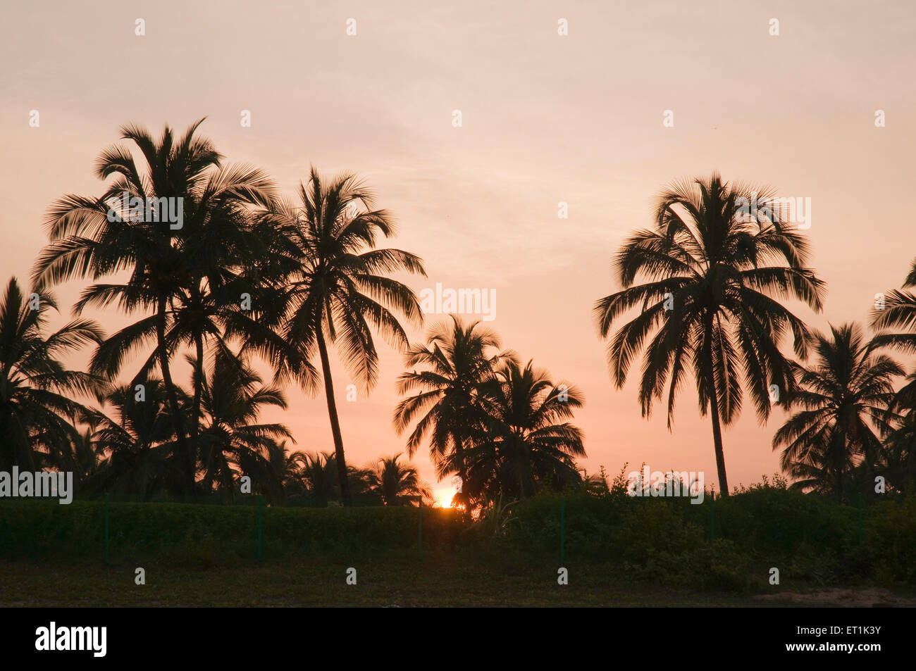 palm trees sunrise Benaulim Beach Goa India Asia Stock Photo