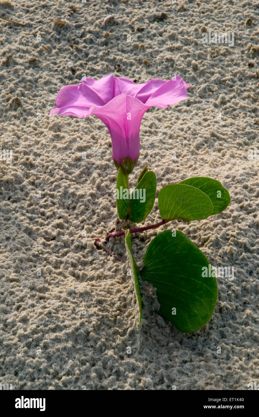 Flower Benaulim Beach Goa Maharashtra India Asia Stock Photo