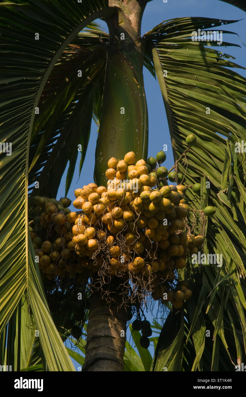 betel nut tree Divyagar Maharashtra India Asia Stock Photo