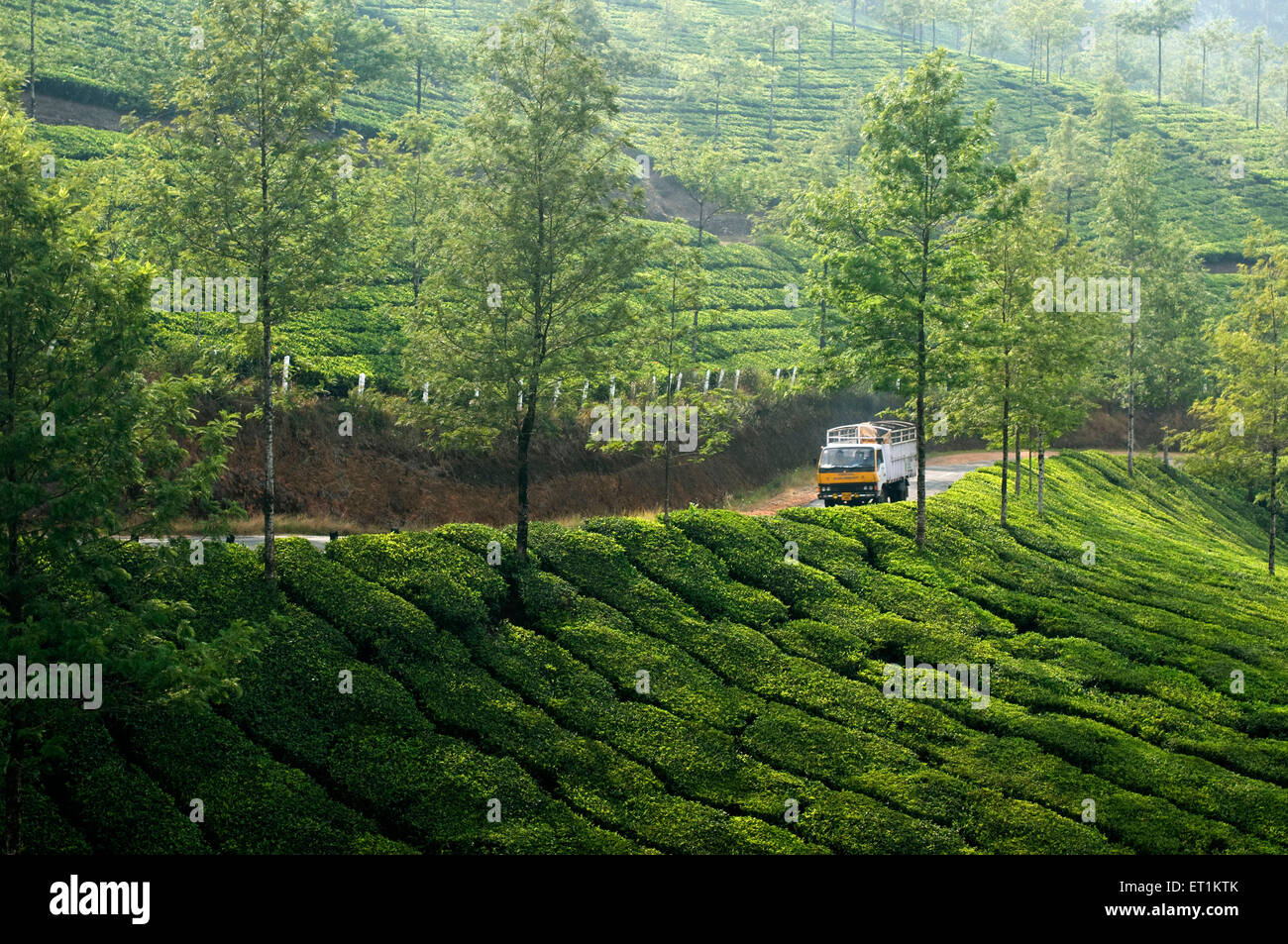 truck on road of Tea Garden munnar kerala India Asia Stock Photo