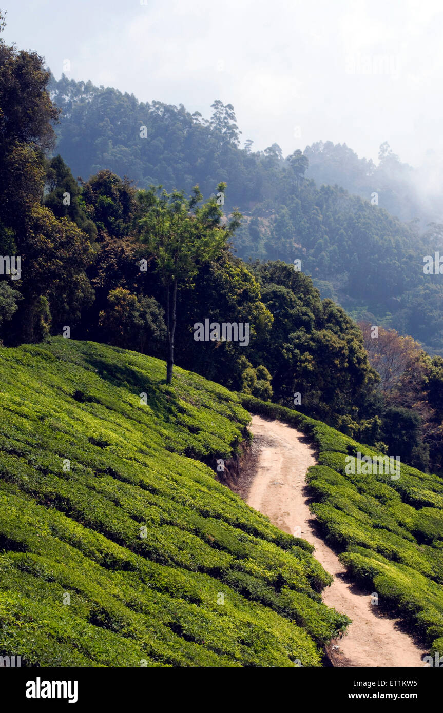 tea plantations Munnar Kerala India Asia Stock Photo