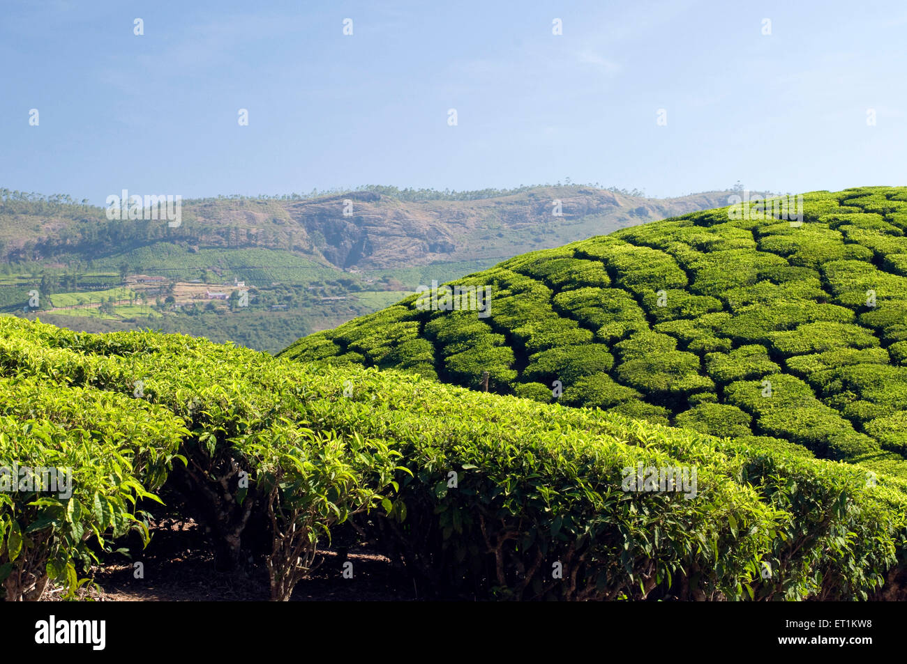 tea plantations Munnar Kerala India Asia Stock Photo