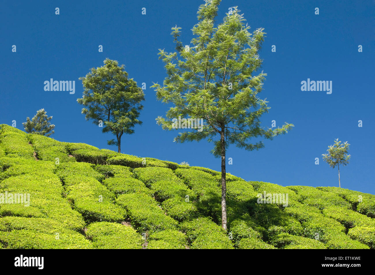 tea plantation Munnar Kerala India Asia Stock Photo
