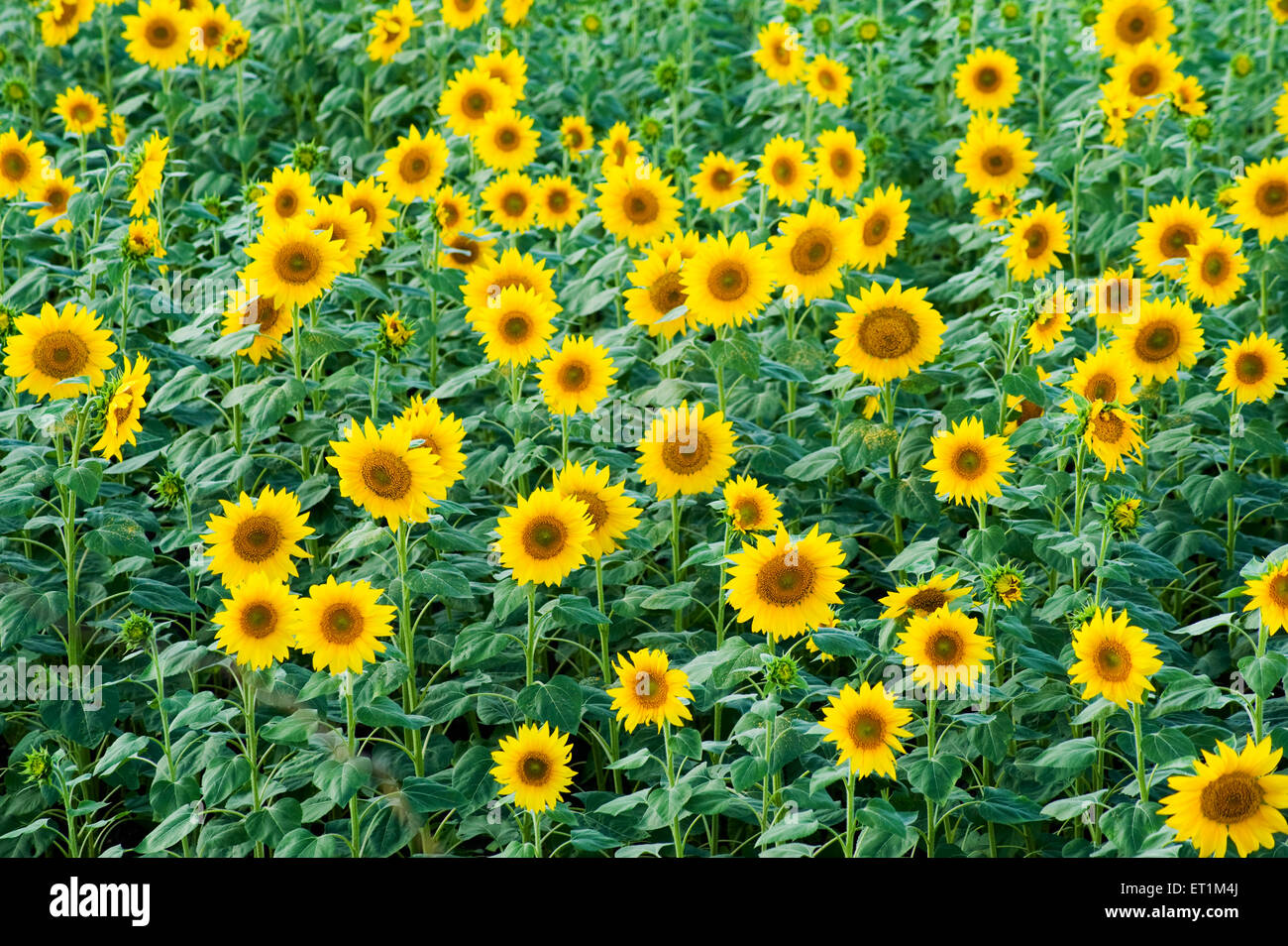 Sunflower helianthus annuus ; Karnataka ; India Stock Photo Alamy