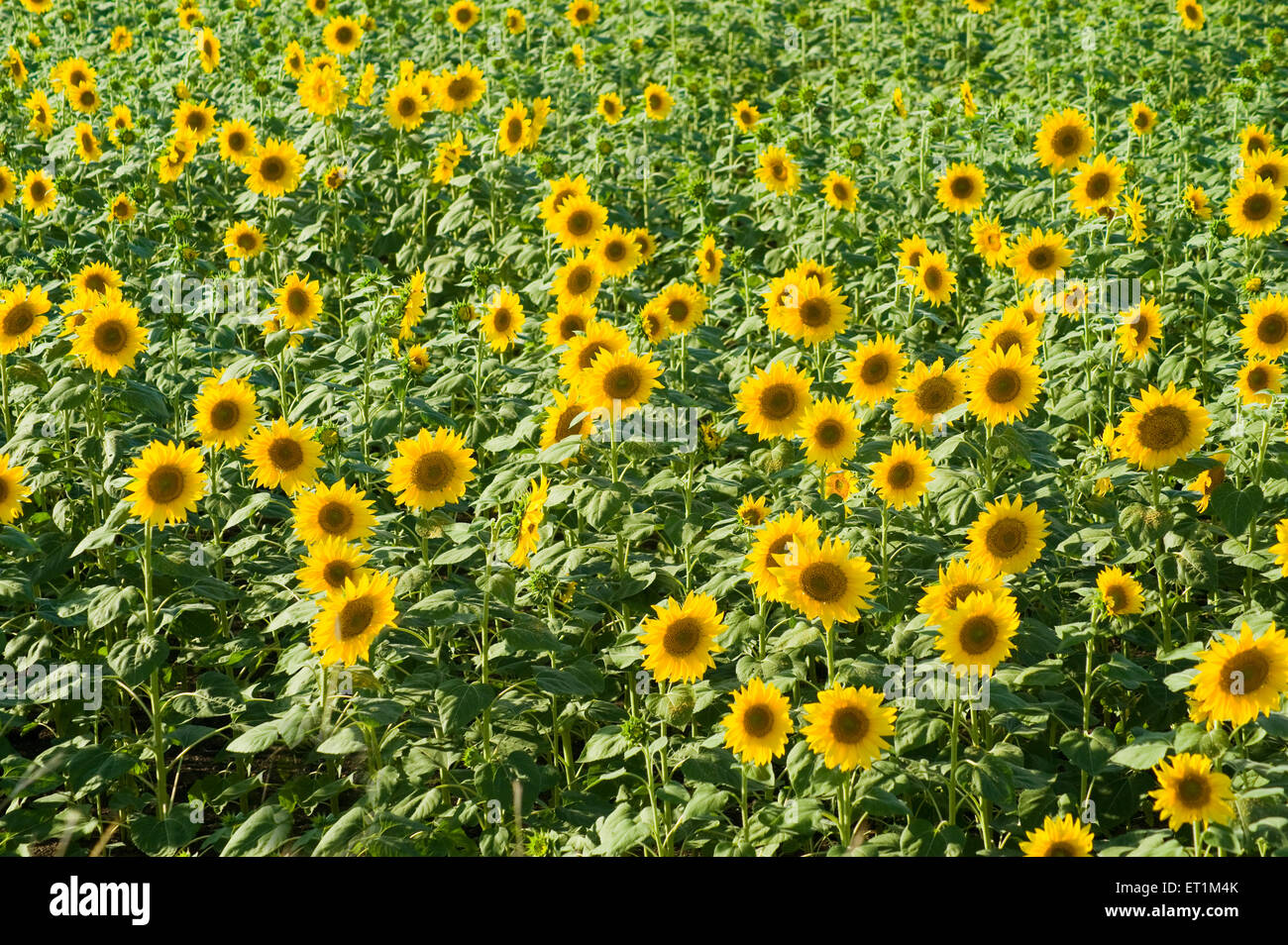 Sunflower field ; helianthus annuus ; Karnataka ; India Stock Photo