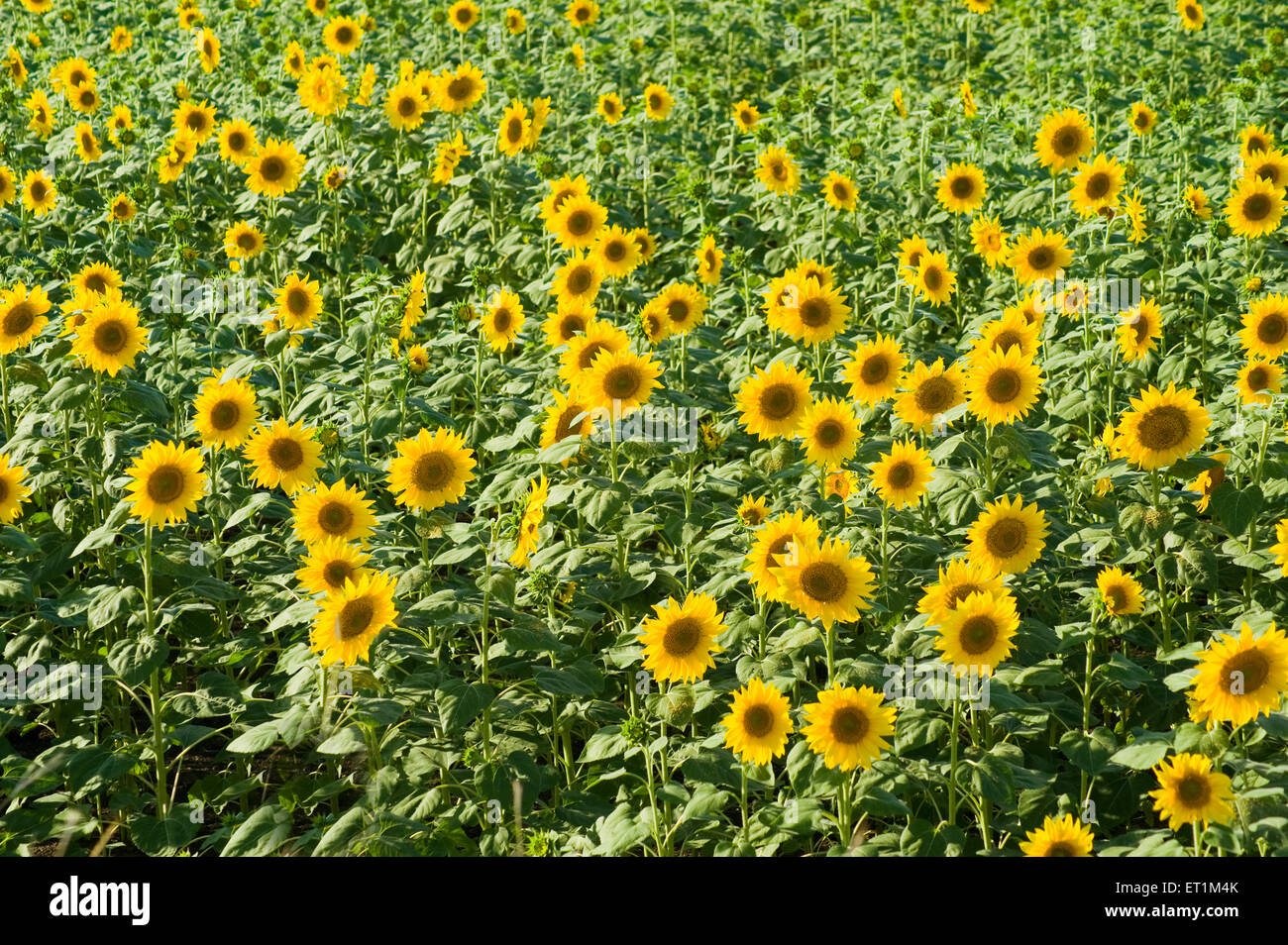 Flower Fields Karnataka Stock Photos & Flower Fields Karnataka Stock