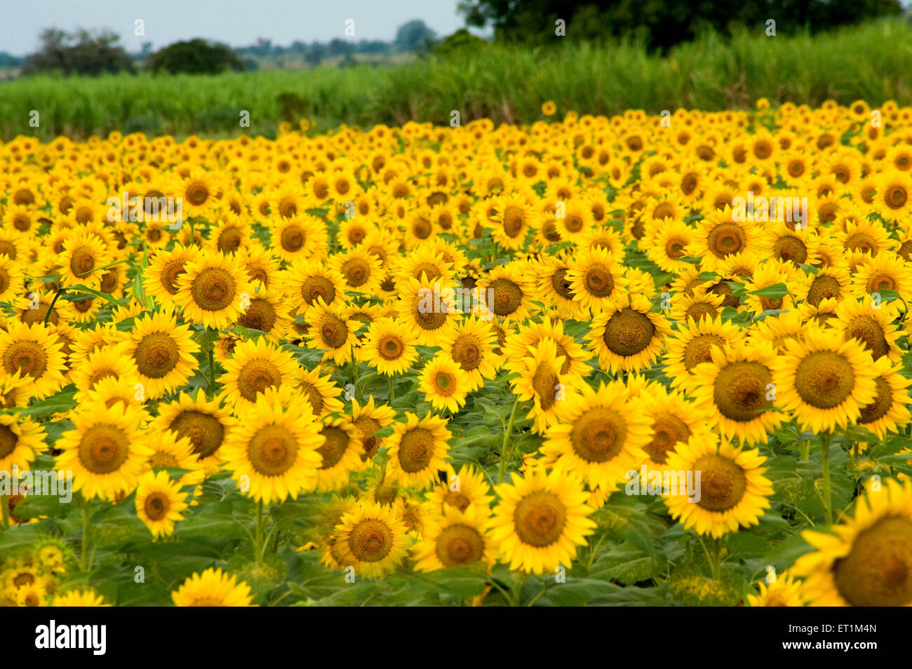 Sunflower field ; helianthus annuus ; Karnataka ; India Stock Photo