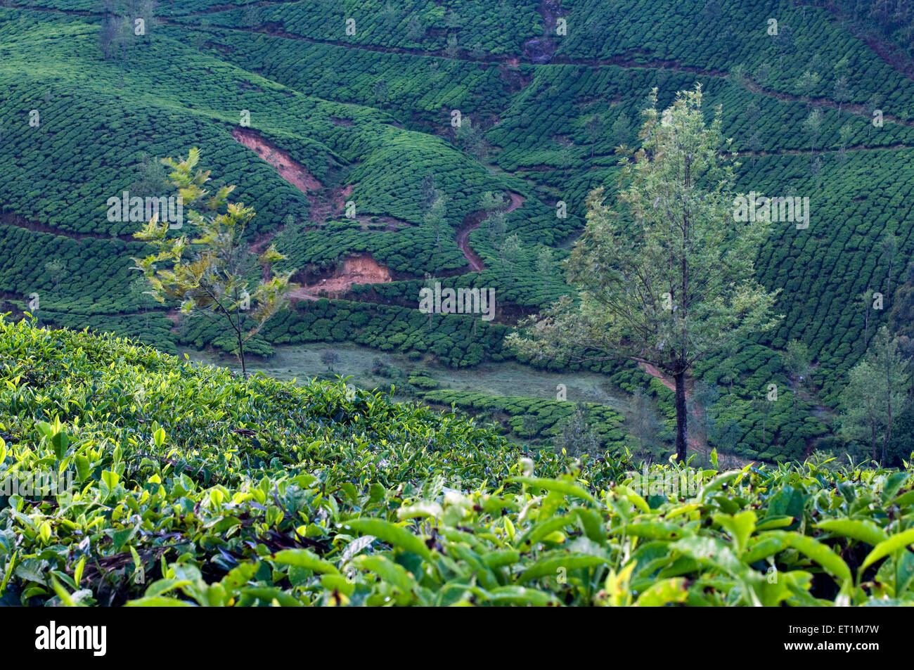 Landscape with fresh green tea plantations and two trees Munnar Kerala