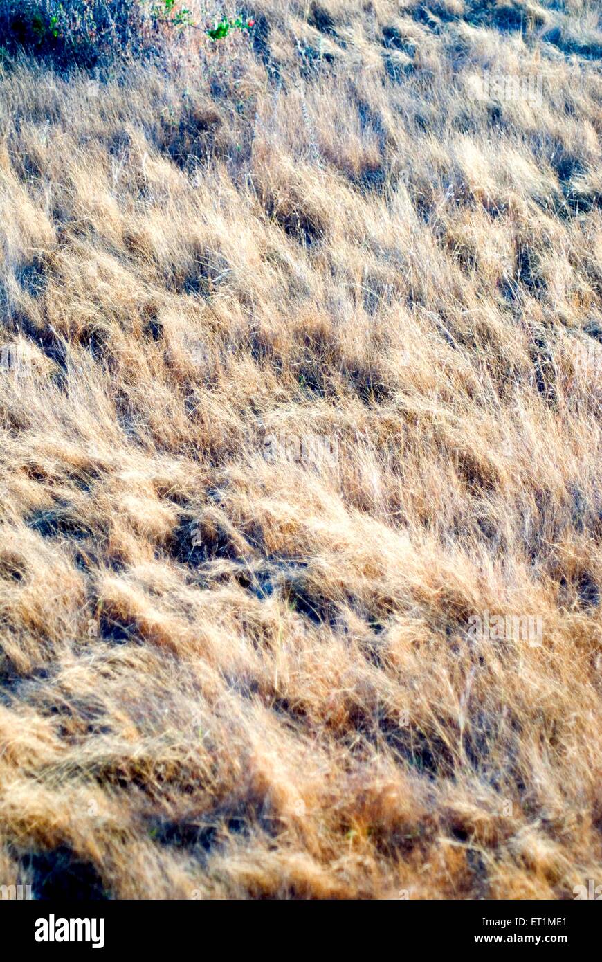 Golden Coloured High Resolution Stock Photography and Images - Alamy