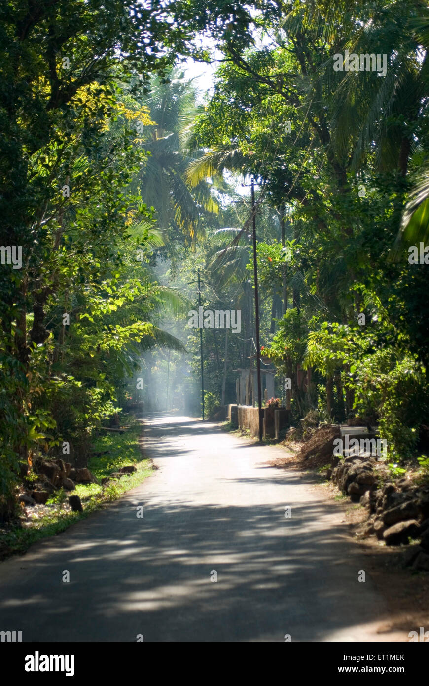 tree lined village road ; Anjarle ; Dapoli ; Ratnagiri ; Maharashtra ; India Stock Photo