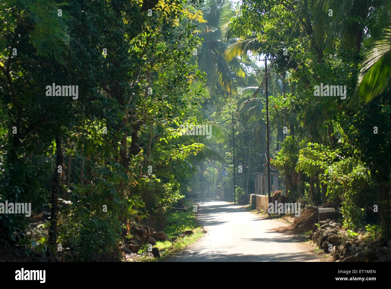 tree lined village road ; Anjarle ; Dapoli ; Ratnagiri ; Maharashtra ; India Stock Photo