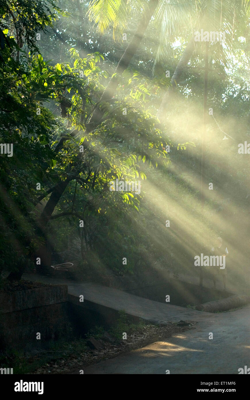 Sunbeam sunlight sun rays through tree ; Anjarle village road ; district Dapoli ; Ratnagiri ; Maharashtra ; India ; Asia Stock Photo