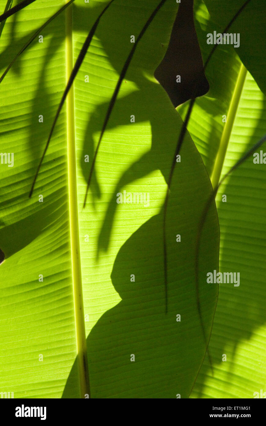 Banana tree leaf ; Anjarle village ; district Dapoli ; Maharashtra ; India Stock Photo
