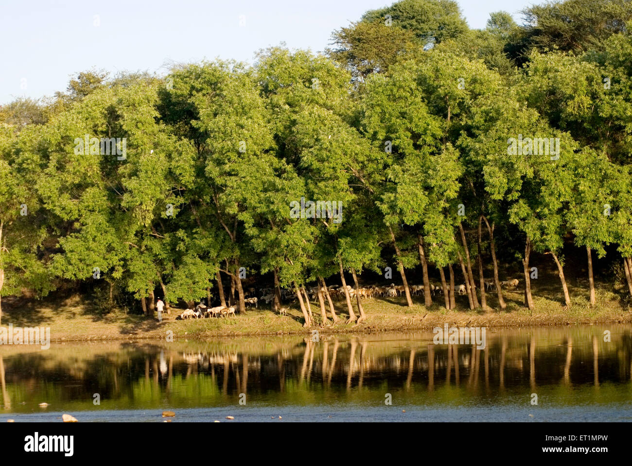 Trees reflection in Krishna river at Mahuli ; Sangameshwar near Satara city ; Maharashtra ; India Stock Photo