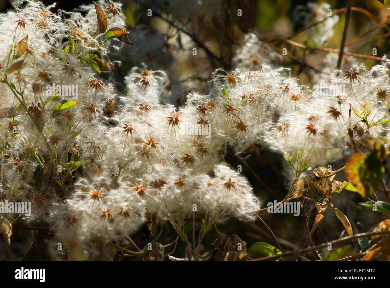Deccan plateau cotton hires stock photography and images Alamy