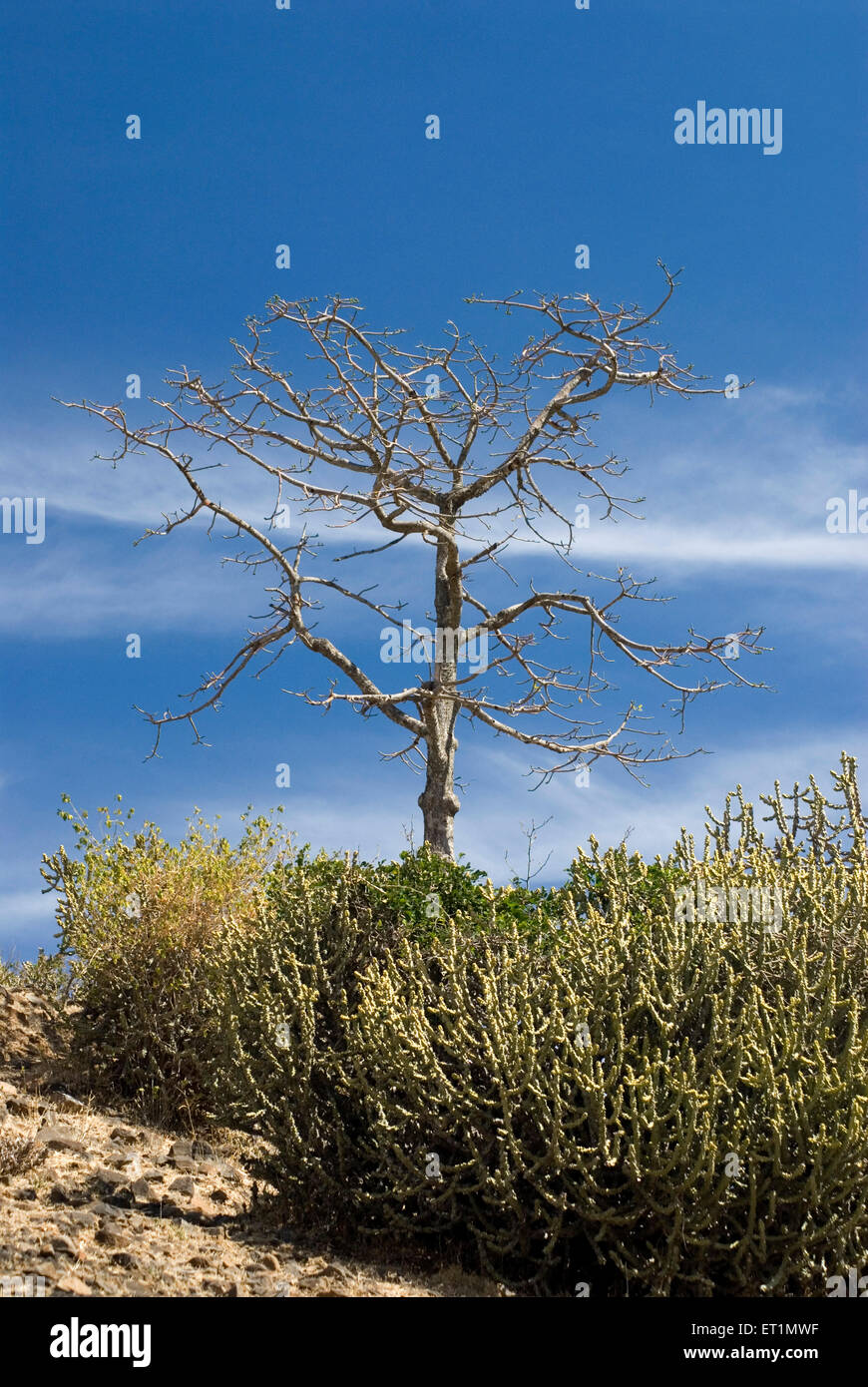 silk cotton tree at Gavilgad fort, Chikhaldara, hill station, Satpura Range, Deccan plateau, Amravati, Maharashtra, India, Asia Stock Photo