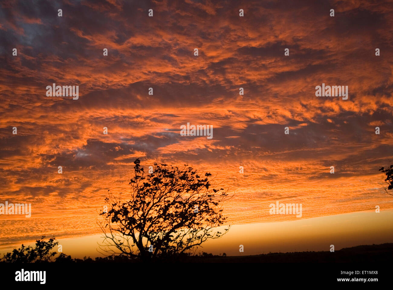 tree silhouette orange sky yellow clouds sunrise dawn morning Stock Photo