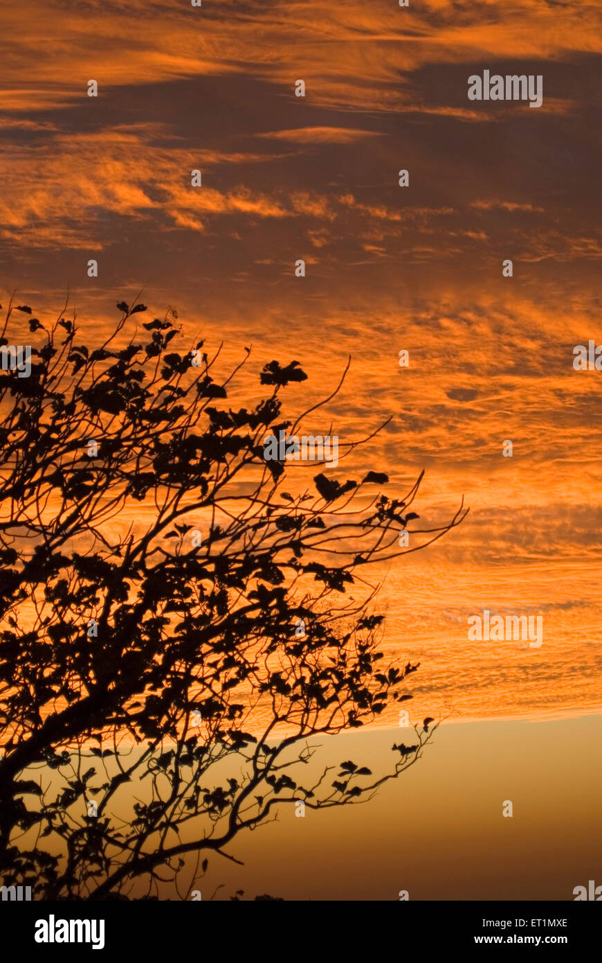 tree silhouette orange sky yellow clouds sunrise dawn morning Stock Photo