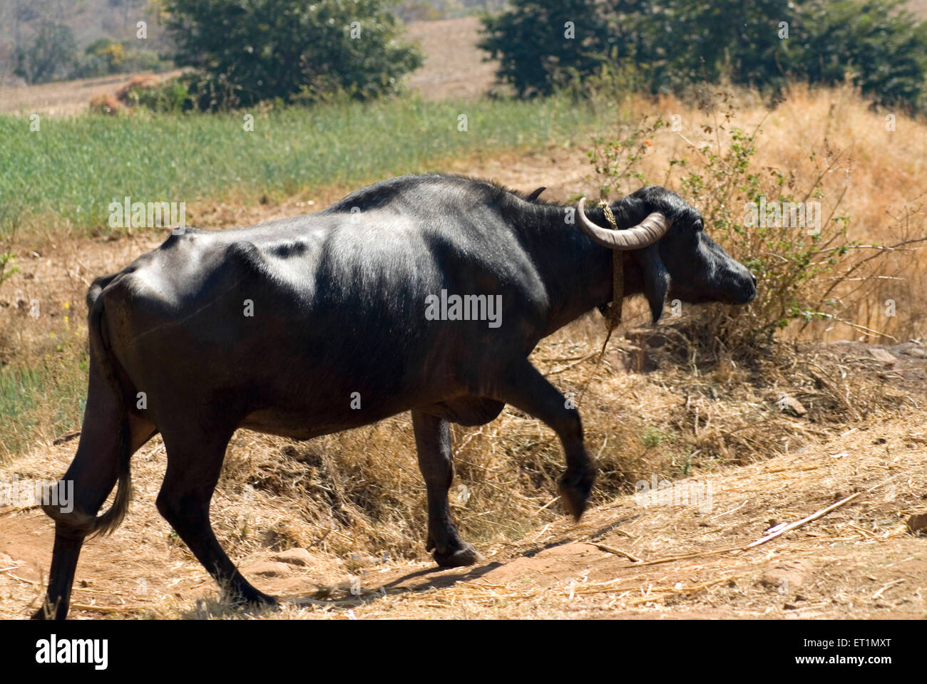 Buffalo, Chikhaldara, hill station, Satpura Range, Deccan plateau, Amravati, Maharashtra, India, Asia Stock Photo