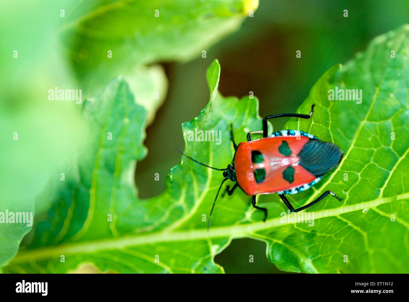 Red colored insect with four green dots on green leaf Stock Photo