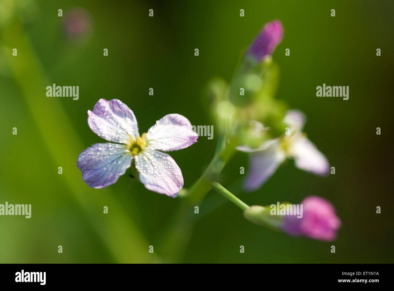 Mula mula flower hi-res stock photography and images - Alamy