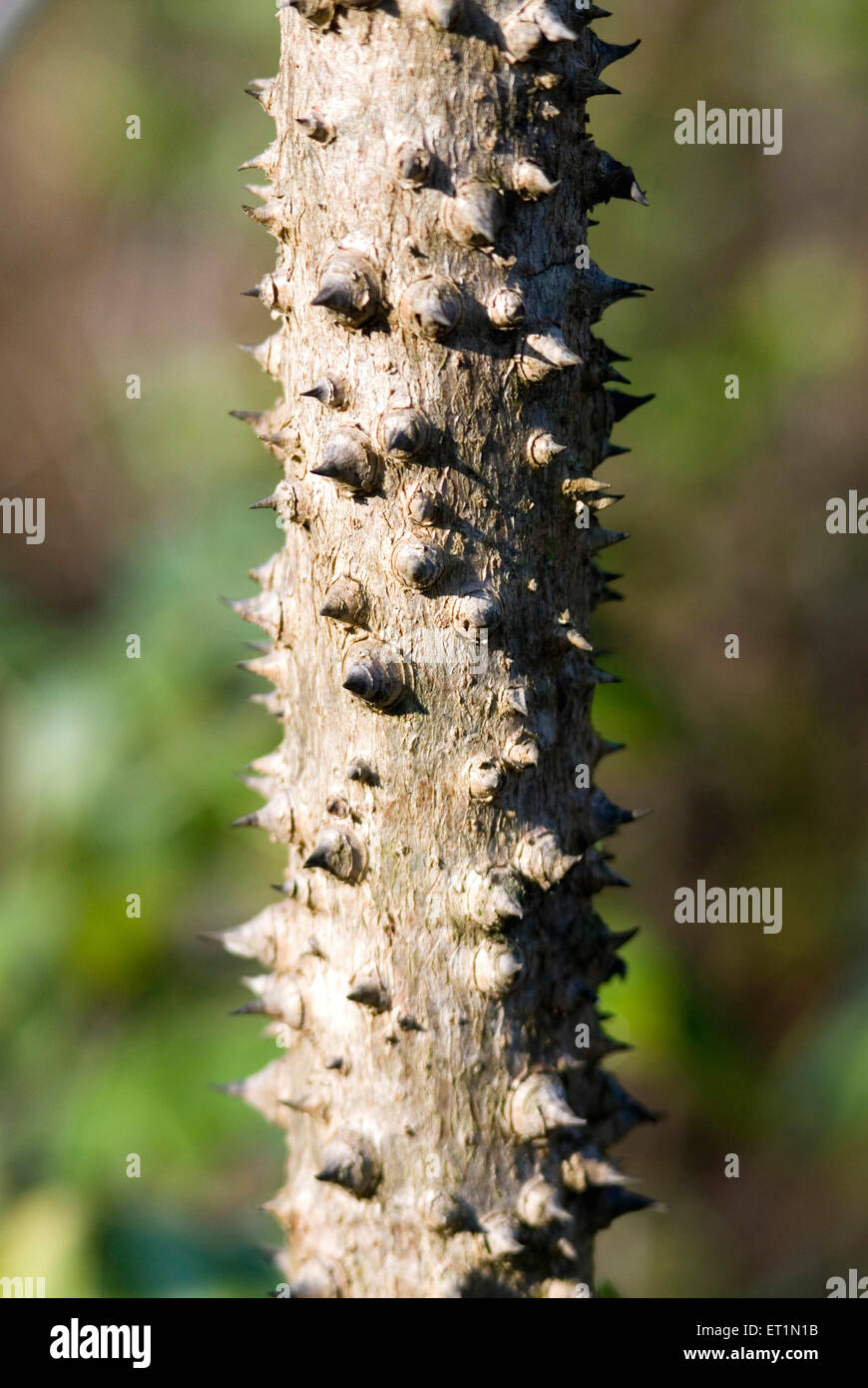 silk cotton tree thorns Stock Photo