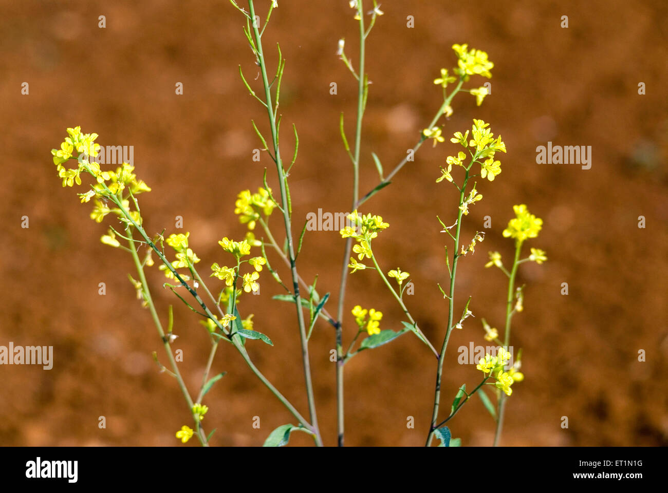 Brassica nigra, black mustard flowers, mohari flowers, rai flowers, sarason flowers, yellow flowers Stock Photo