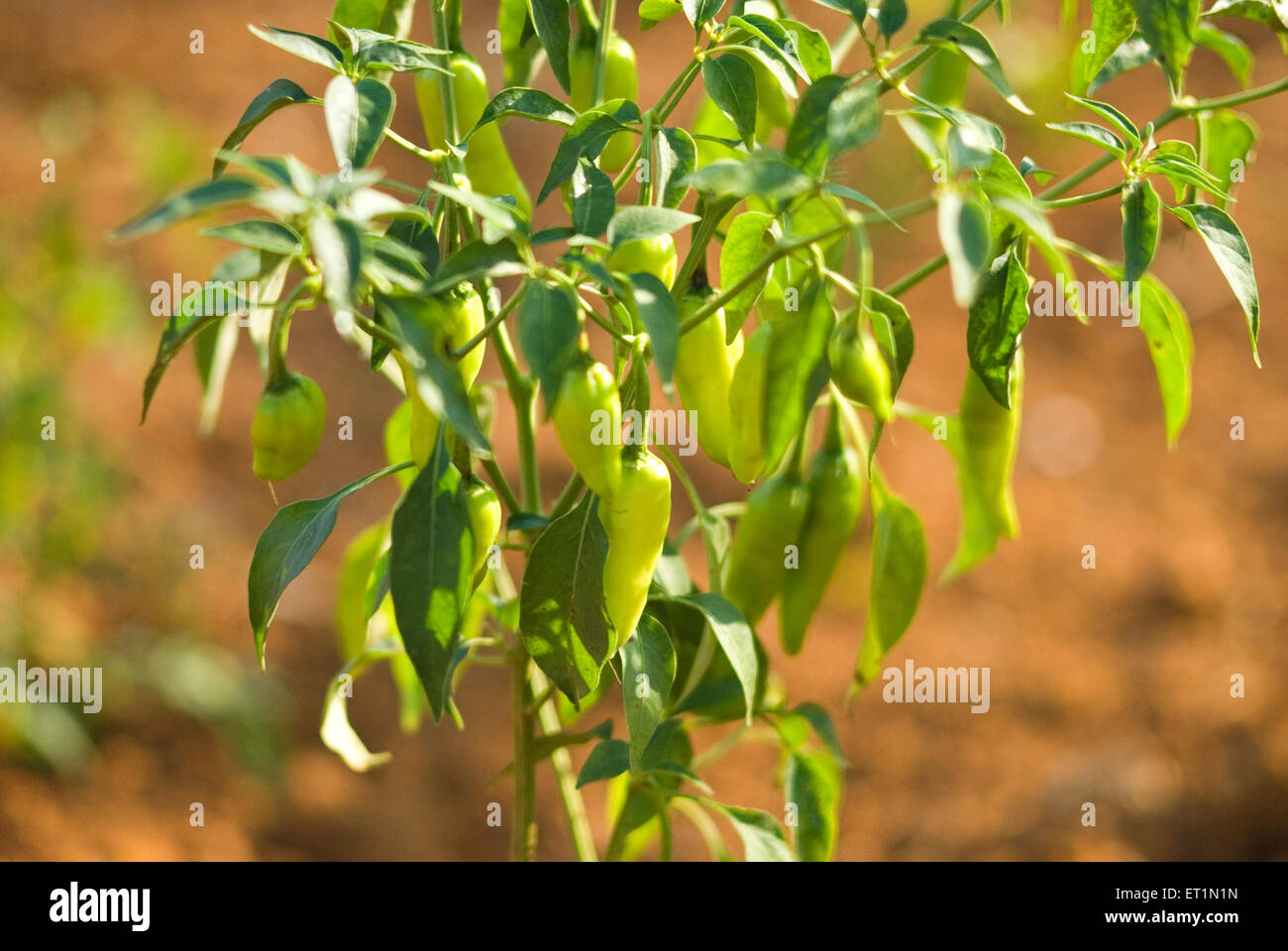 Spices ; plant of green chilli Stock Photo Alamy