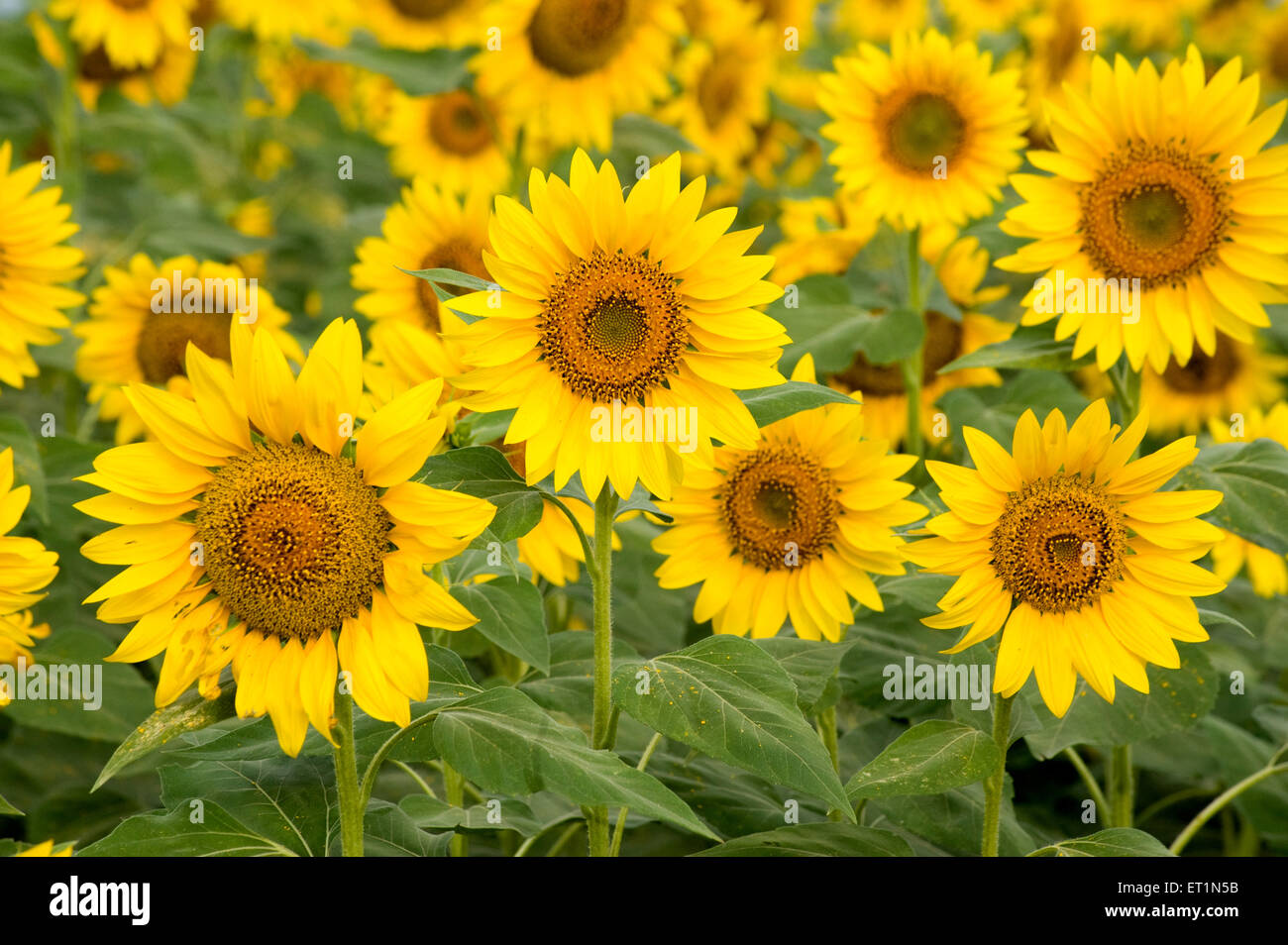 Sunflower field, helianthus annuus, Karnataka, India, Asia Stock Photo